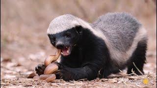 The Crazy Nastyass Honey Badger Don't Care (original narration by Randall)