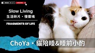 貓奴睡前酒 ChoYa ＆ 貓咪陪睡 #funny #cat #pets #cute #pets #cuteanimals【AJ極簡貓奴】