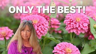 10 Easy Tips for Growing Zinnias in Your Garden - Beginner Friendly!