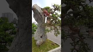 tác phẩm duối bám đá đẹp #bonsai #bonsaipt #bonsaitree #caycanh #foryou