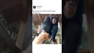 Showing How Ridiculously Strong Chimps Are  cute funny animals 