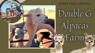 Alpaca Farm in Cochise County Arizona| Double G Alpacas Farm| AZ Vlog