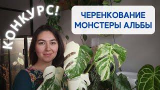 Как ЧЕРЕНКОВАТЬ монстеру / ДАРЮ черенок МОНСТЕРЫ АЛЬБЫ