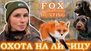 Загонная охота на лисицу / Fox hunting with a hound dog