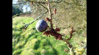 Lockdown day 13:  Blackthorn (Prunus spinosa)