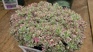 Sedum 'Tricolor' (Stonecrop) // Superb, Hardy, Easy to Growand VERY COLORFUL Perennial!