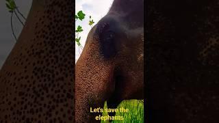 Let's save the elephants #elephant #viral #animals