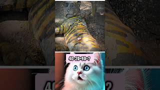 tiger shocked  #funny #ronaldo #cat #shorts