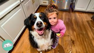 Giant Dog Becomes Best Nanny To Her Baby Sister | Cuddle Buddies