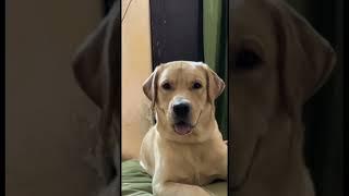 MaX The Labrador | My noobda | Bhavishya rathi vlogs