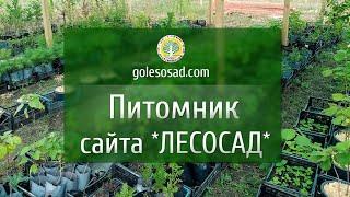 Питомник нашего сайта "Лесосад" golesosad.com