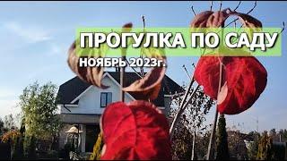 ПРОГУЛКА ПО САДУ НОЯБРЬ 2023г.: новый миксбордер, формировка пузыреплодника, магнолии, Коузо Сатоми