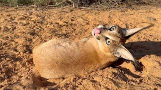 Moments with Caramel - Caracal chasing birds