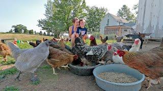 Cómo es vivir con 85 gallinas