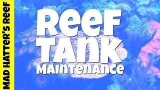 My Reef Tank Maintenance