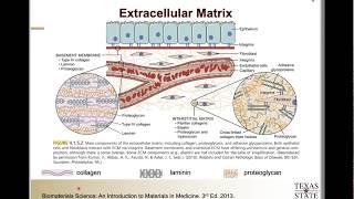 MSEC 7340, Tissue Eng, Slides 1 to 15, Intro & ECM