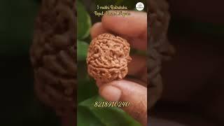 5 Mukhi Rudraksha#rudraksha #rudra #rudraksh #om #astro #viral #astrology