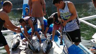 Tour sa fishing boat + they caught 20 big tuna and marang fish.