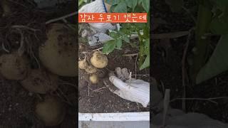 옥상 텃밭에서 감자 캣어요 #옥상텃밭 #소소한행복 #감자