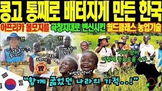 [해외감동사연] "세계 1위 한국 농업기술 도입하자 벌어진 일?" 프랑스도 실패한 콩고 농업 혁명! 절망의 콩고 6배 증가시킨 놀라운 비법! 아프리카는 지금 한국 배우기 열풍!