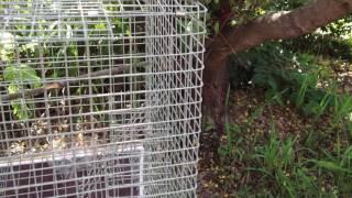 Indian Myna Tower Trap