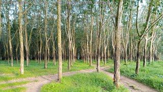 74 - Exploring Rubber Plantation in the Afternoon: A Journey Through the Lush Greenery of the Region