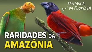 8 AVES FANTASMAS da AMAZÔNIA | RARIDADES da FLORESTA!