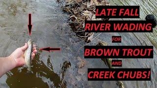 Late Fall Wading - Mad River (Ohio) Fishing - Brown Trout and Creek Chubs