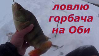 Горбачи гнут кивок. Эта мормышка ловит крупняк. Рыбалка на Оби.