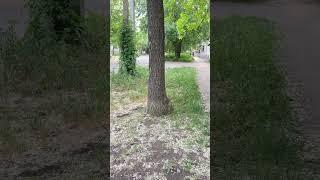 Это дерево определенно мальчуган
