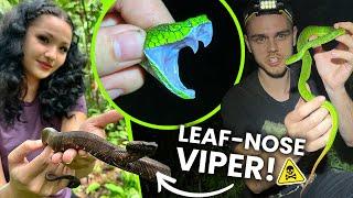 HUNTING PIT VIPERS IN SUMATRA