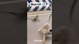 Monkeys try to attack on us  || just miss #shorts #viral #nature #SoorazD