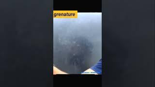 Grenature Fitox