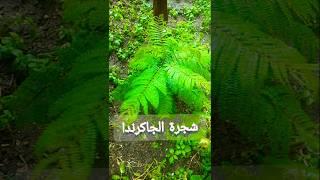 شجرة الجاكرندا