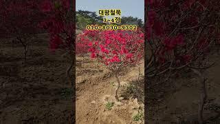 대왕철쭉 예약받습니다 #대왕철쭉 #철쭉