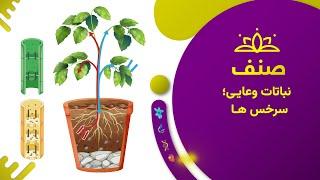 صنف - بیولوژی صنف هشتم- درس ۱۰: نباتات وعایی