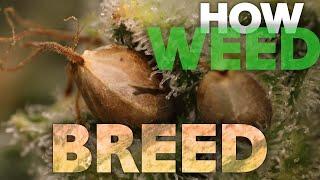 HOW TO BREED - Complete Guide to Making Feminized Cannabis Weed & Selfie Seeds - Pollination 101