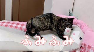 ふみふみ猫