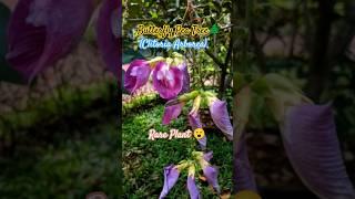 Did you see Butterfly Pea Tree ? #rare #aparajita #plants #shorts #