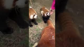 You're pressing me, bro.#fy #fyp #trending #cute #funny #redpanda