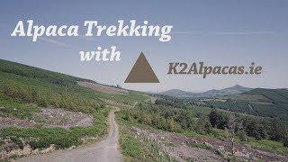 Alpaca Trekking with K2 Alpacas