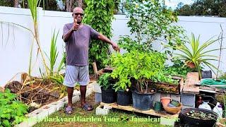 Jamaican Farmer Transforms Florida Backyard Into Farm