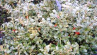 Serviceberry Autumn Brilliance and Viburnum Willowood Ewing