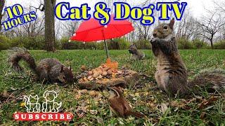 10-Hour Dog & Cat TV | Squirrels & Birds eat under tiny  | Finch, Dove  Cardinals Chickadees