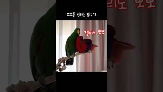 [지구젤리] 뽀뽀를 원하는 앵무새 / 젤리도 뽀뽀 / Parrot Wants a Kiss