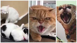 Funny angry cats compliation | cat hissing compilation |funny pets compilation #4