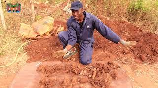 Can yam-in-sacks be done in a flooded area? See the RESULTS of our Experiment!