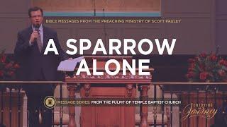 A Sparrow Alone