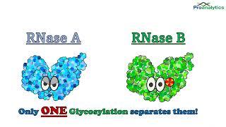 Tornado Spectral Systems RNase Video