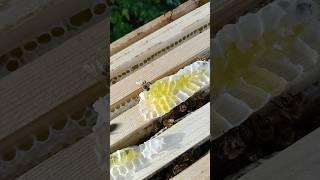 Забрусная вощина опробована и отстроена в количестве 54 кг!#рекорды2024#bees#beekeeping#пчеловодство